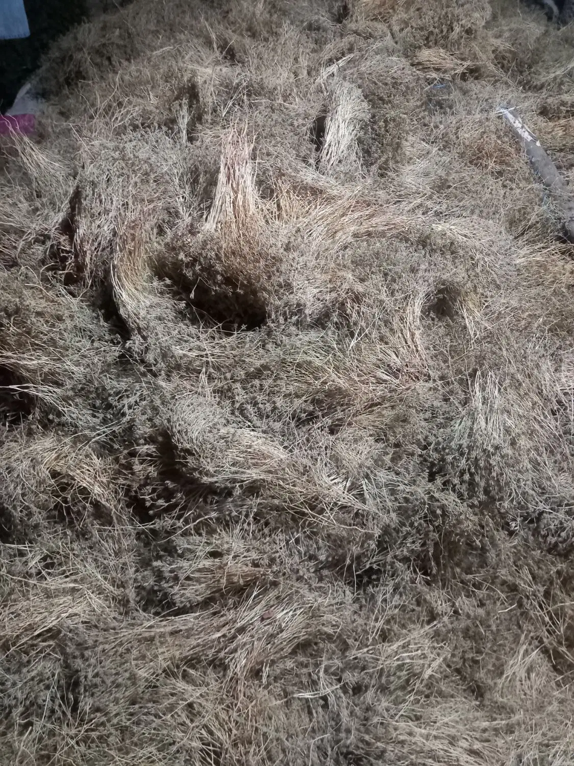 زمین کشاورزی سروستان