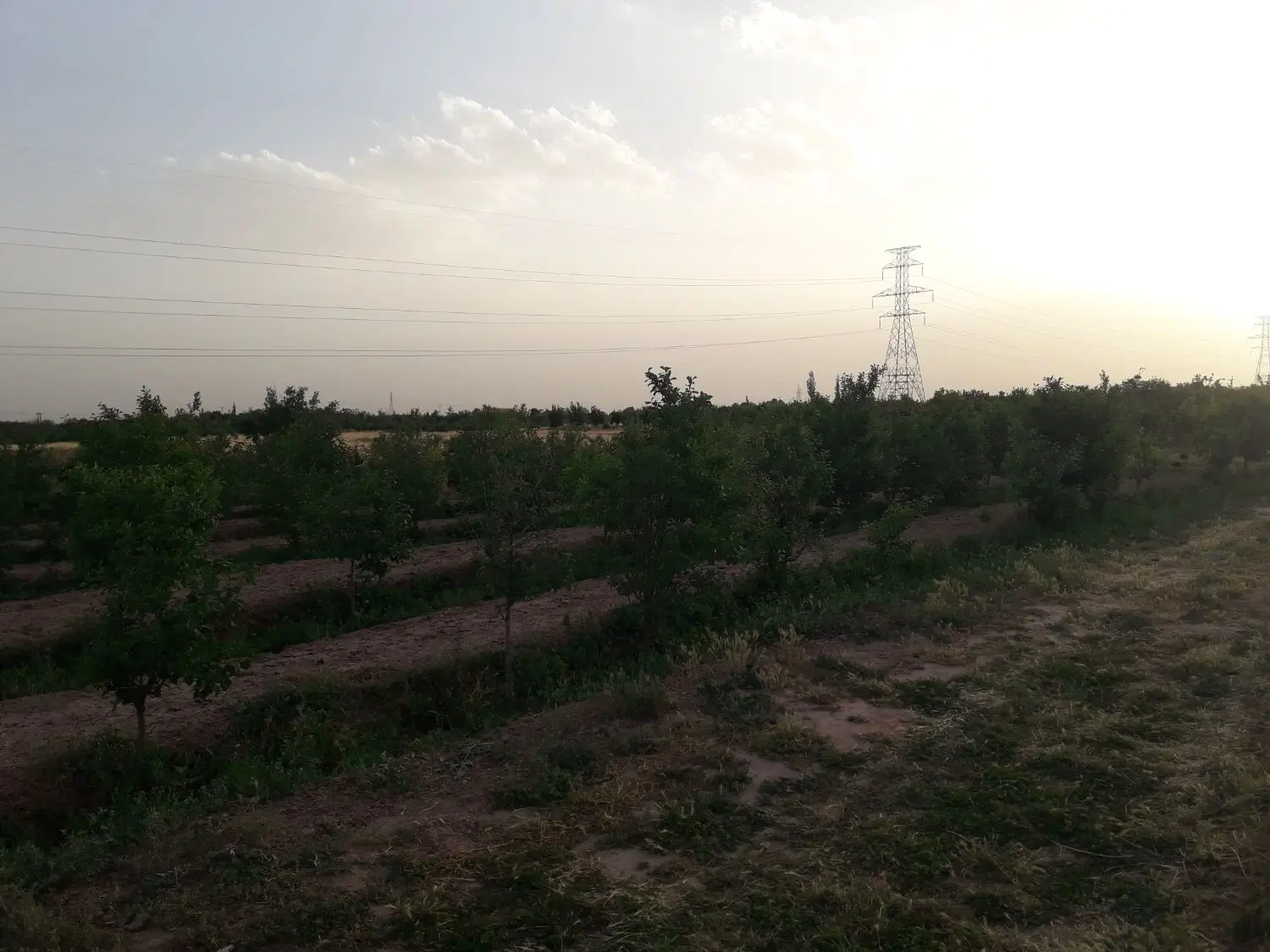 باغ میوه ۴ساله
