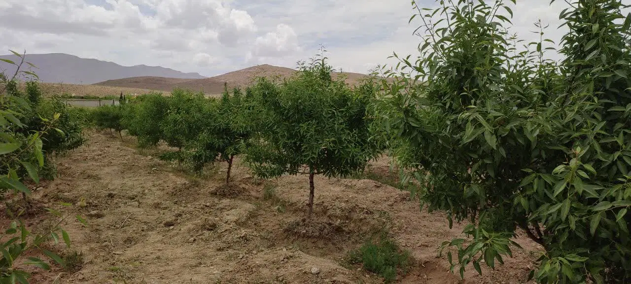 باغ میوه ۷۲ درخت بادام  دارای درخت