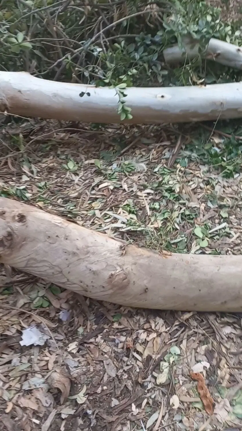 خانه کلنگی