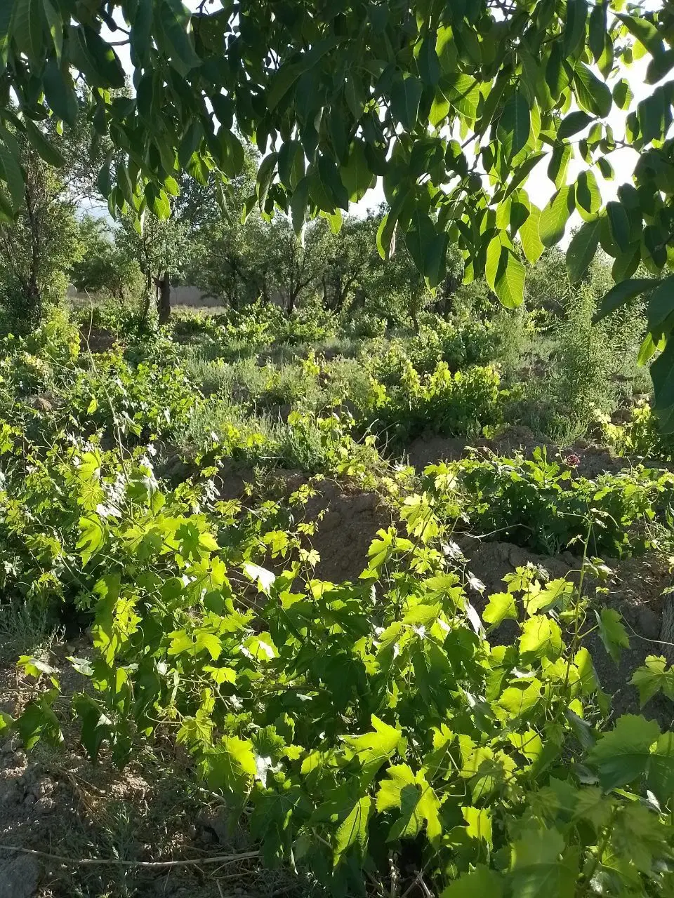 باغی کشاورزی