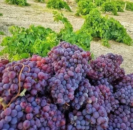 باغ انگور