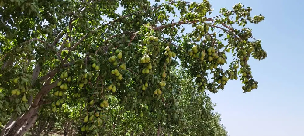 باغ گلابی بیروت بهترین بهره برداری برای کهنه کارا