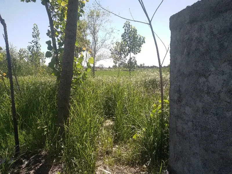 زمین ۱۲۶متر رشت