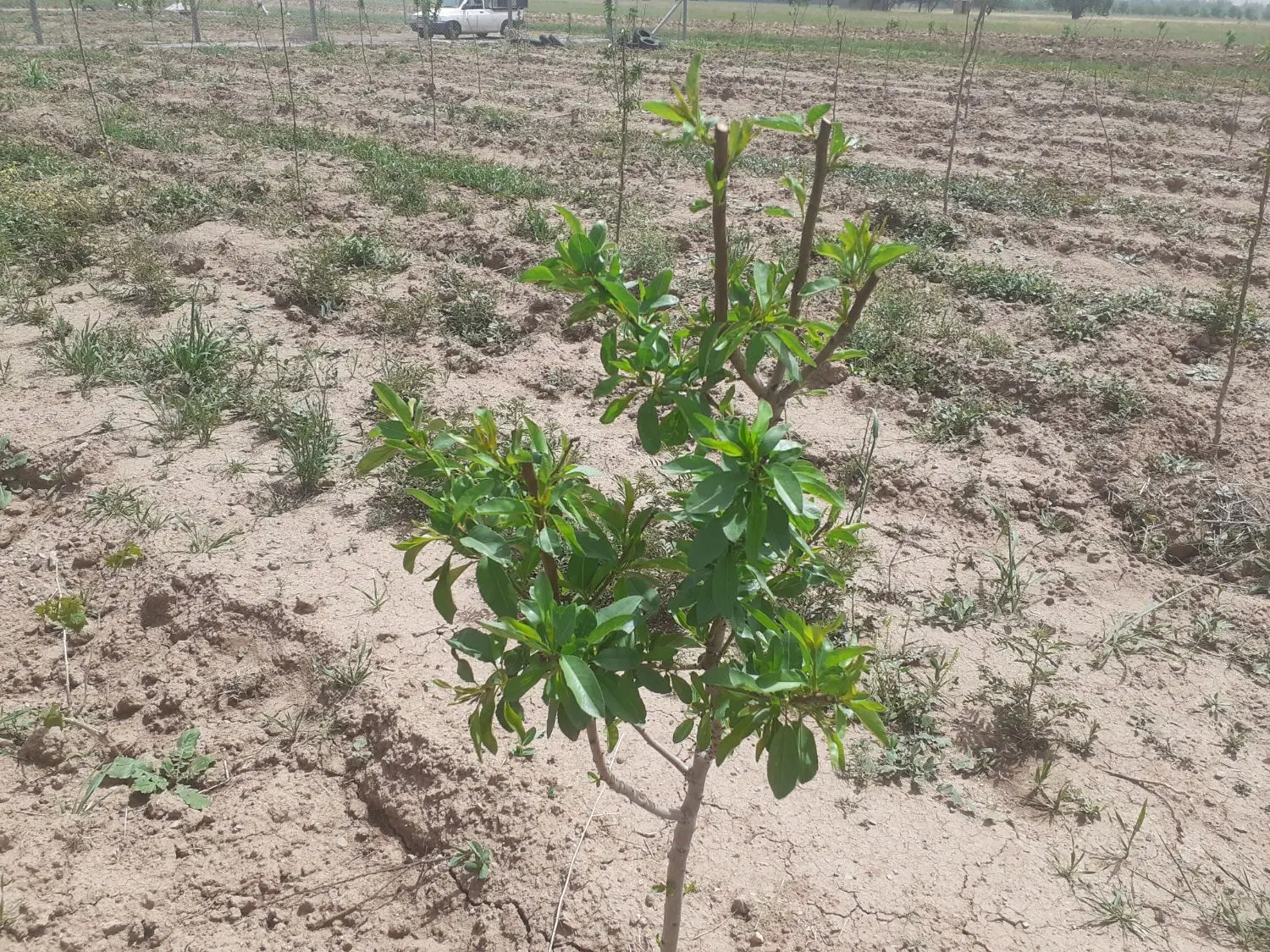 باغ نزدیک شهر بادسترسی عالی موقعیت خوب