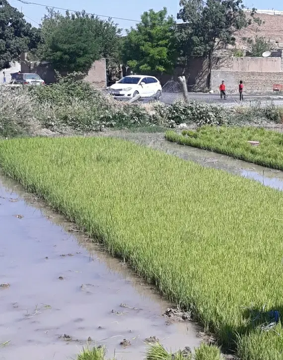 فروش نشاء برنج