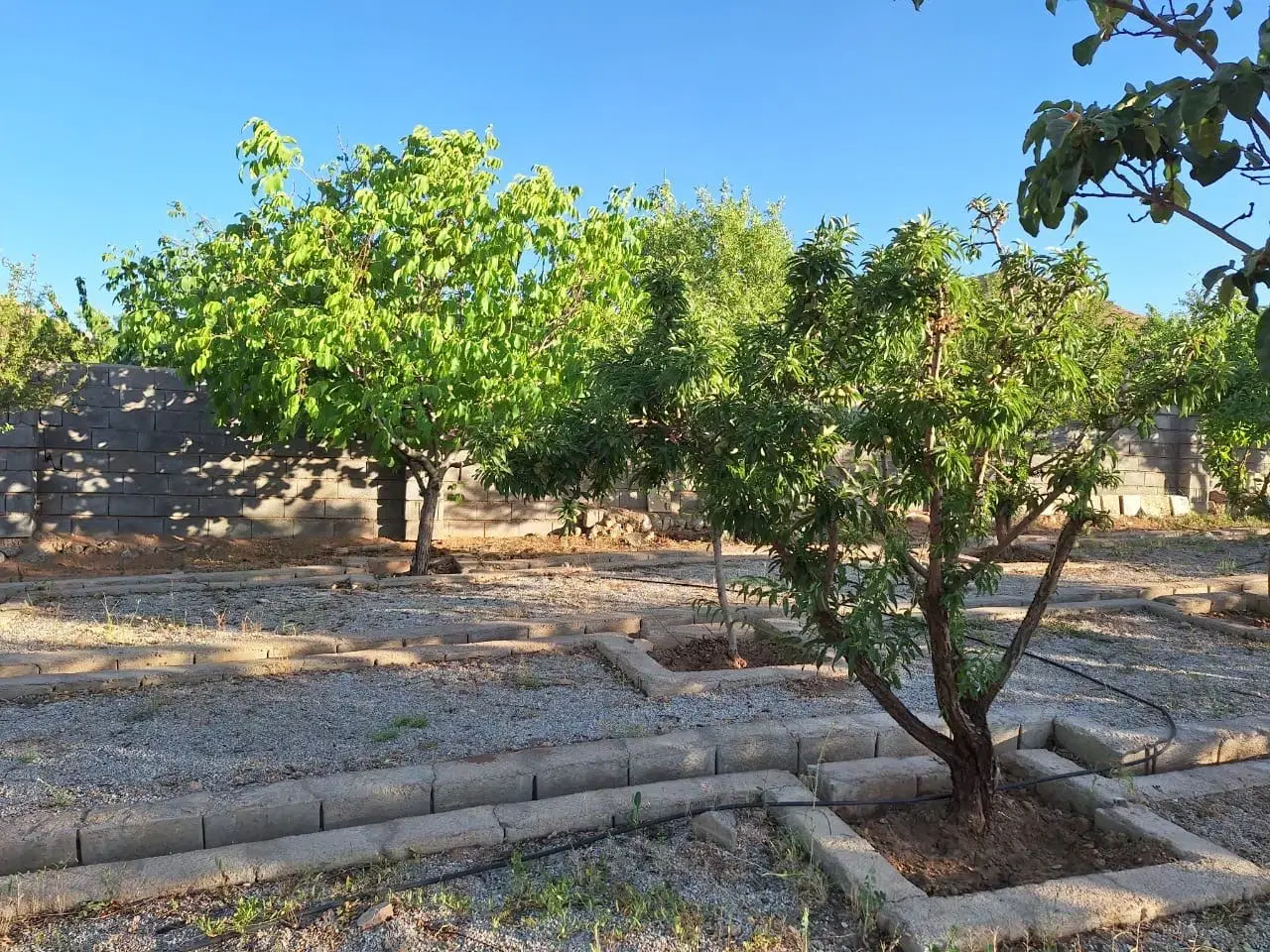 2100 متر باغ پشته سیاسرد