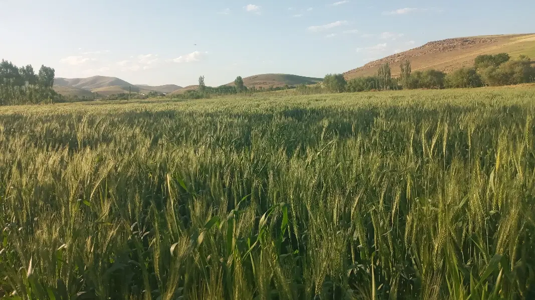 اجاره یک هکتار زمین با آب فراوان