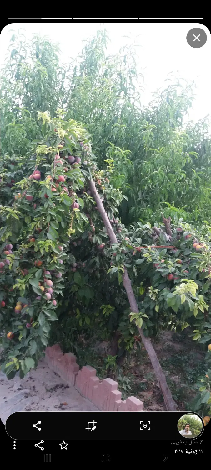 باغچه و باغ ویلا با اب برق گاز چاه عمیق سهمیه اب