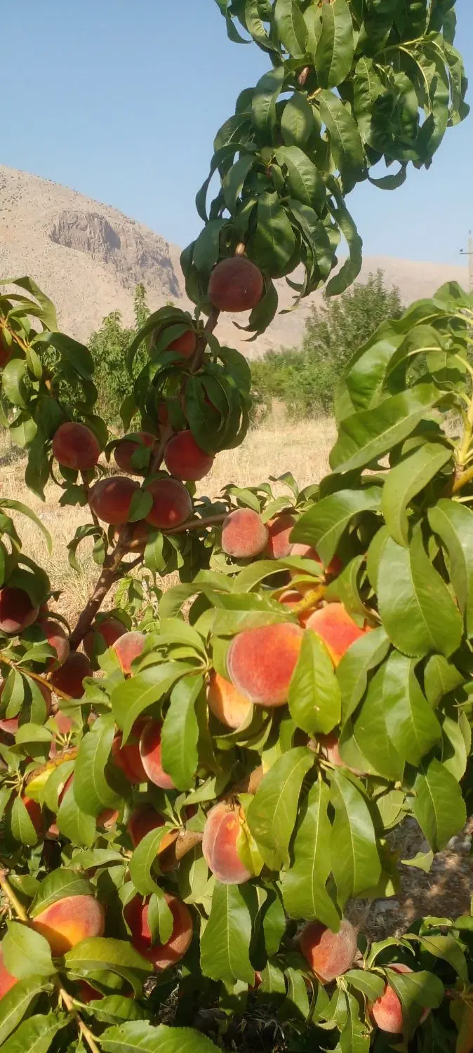 فروش باغ سند دار.کاکارضا