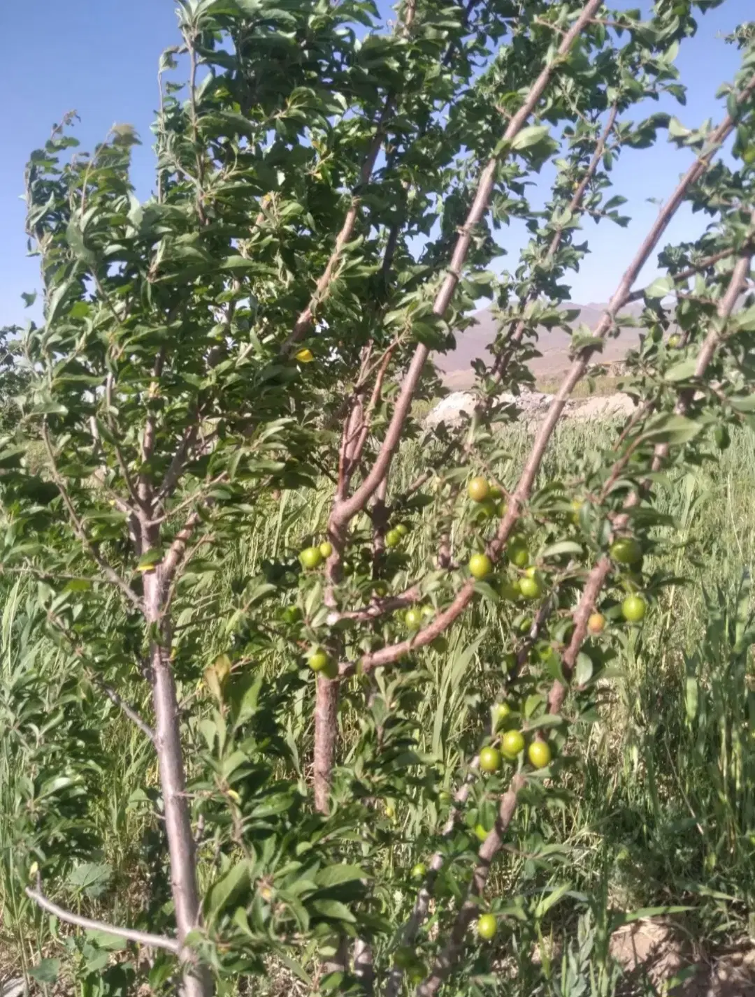 باغ مثمر در روستای خوش آب و هوا