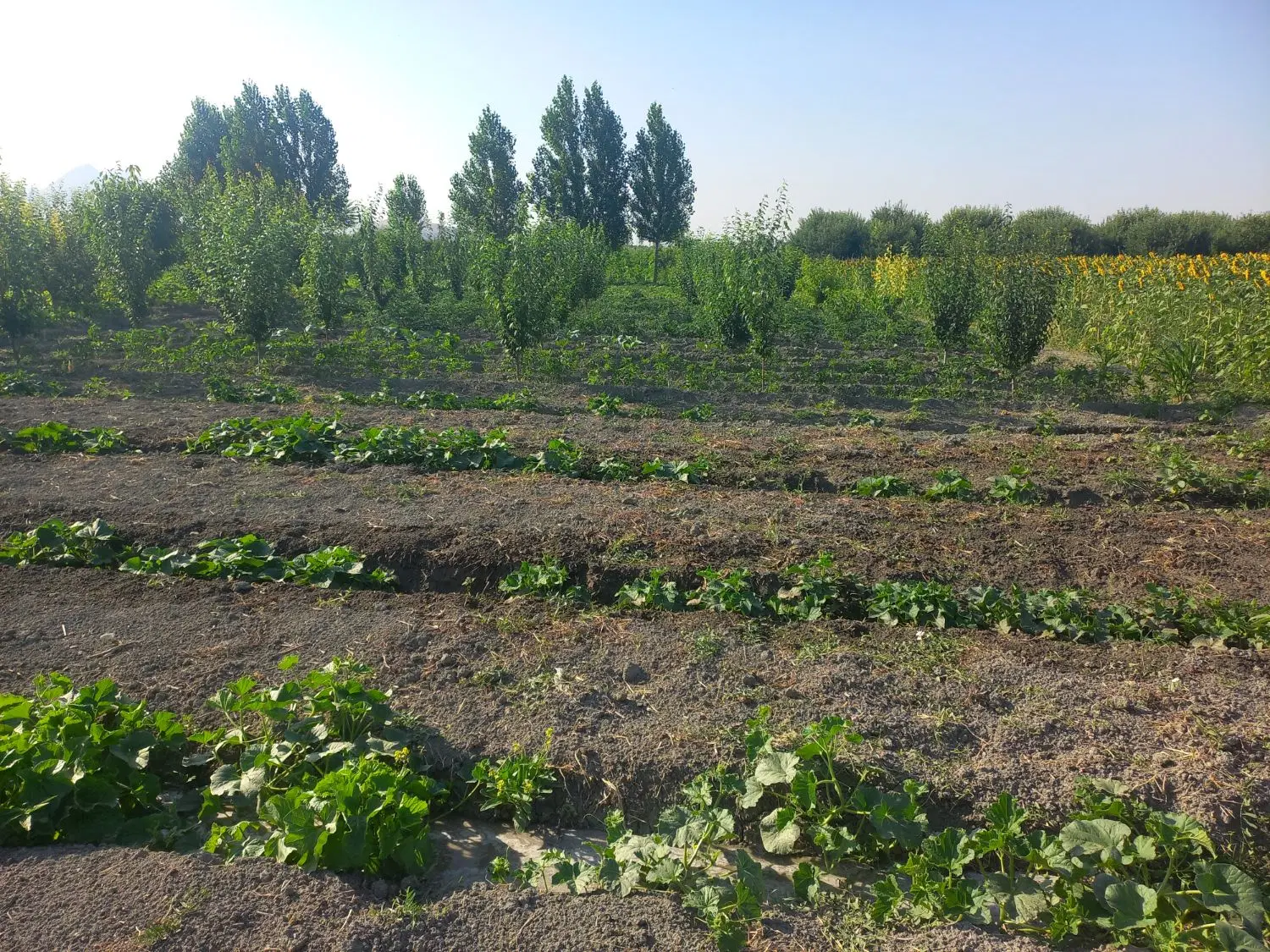 فروش باغچه الوان ۴ ساله