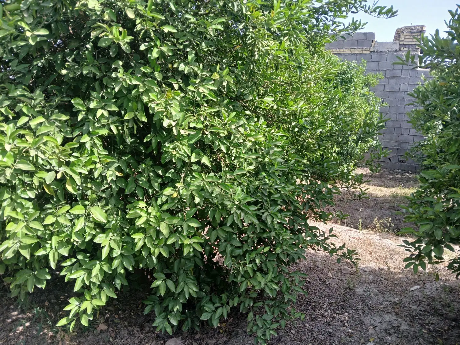 باغچه ۴۵۰ متر دزفول بنجعفر مسیر کامل آسفالت