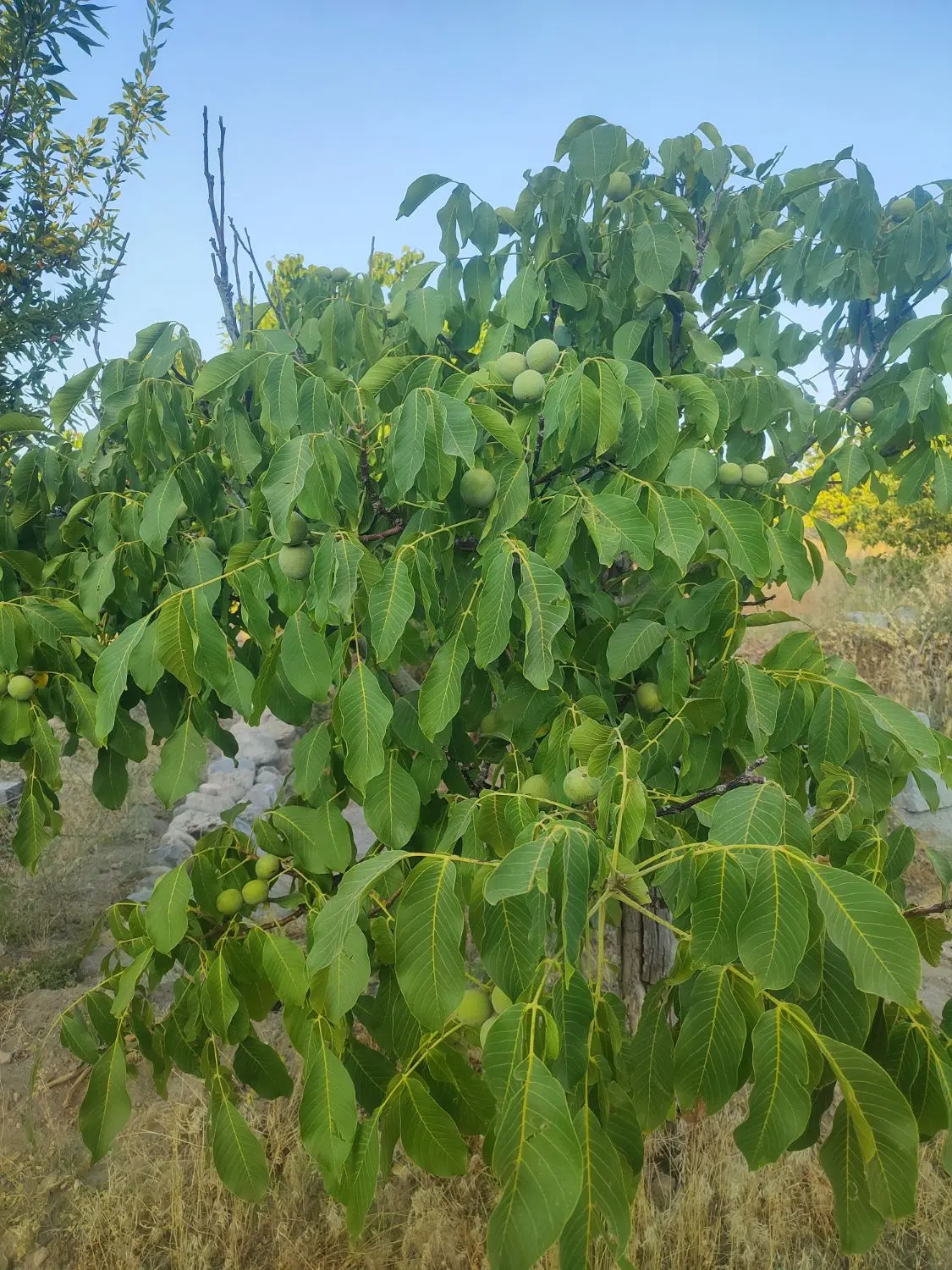 فروش باغ در اسکو