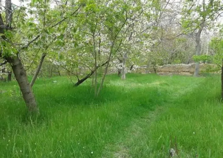 باغ روستای رشوانلو