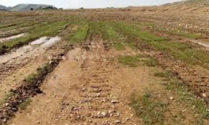 فروش ۵۰۰۰ متر زمین بر اتوبان شیراز سپیدان