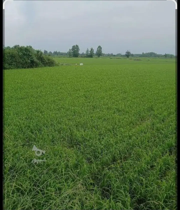 زمین کشاورزی