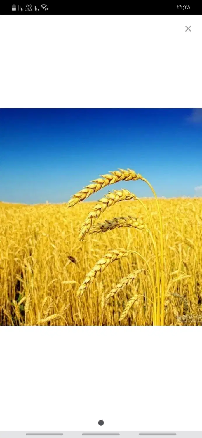 زمین کشاورزی روستای چراغ آباد