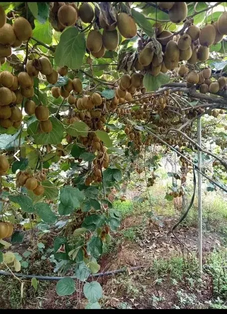 فروش باغ ویلا