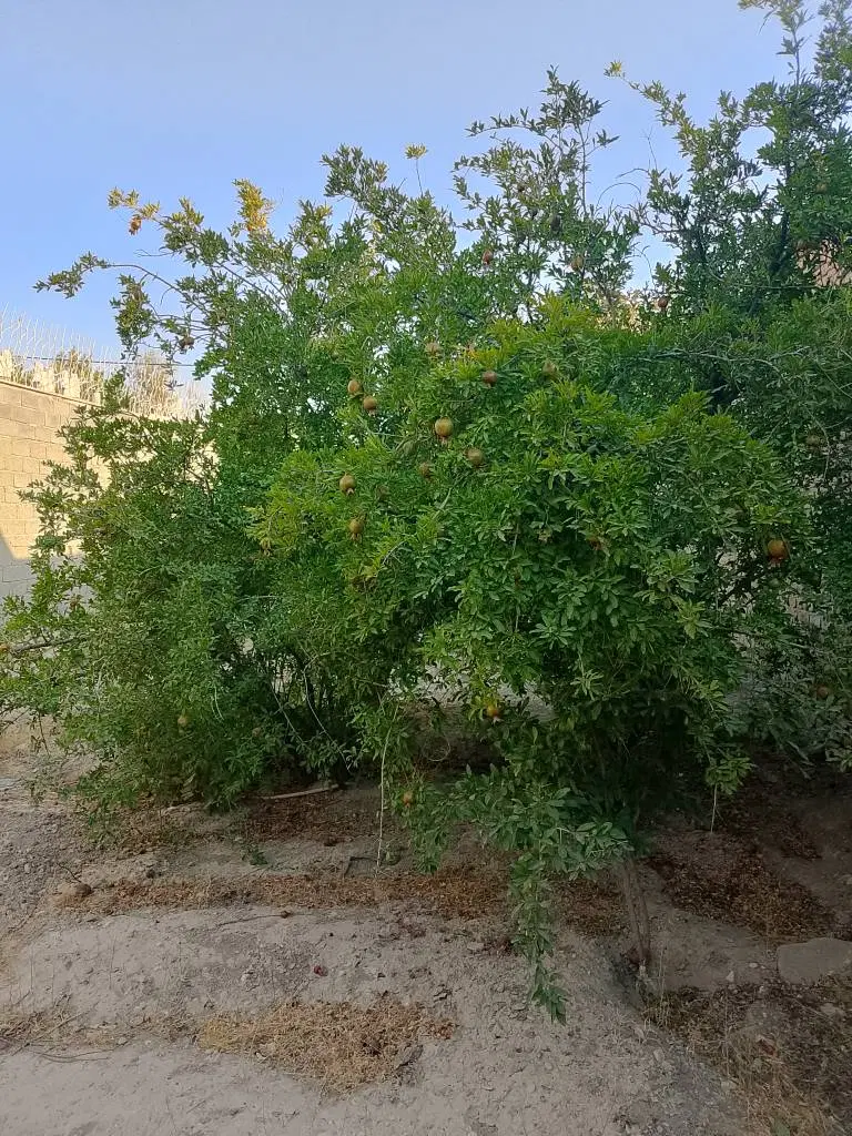 زمین سند دار چهار دیواری تهران