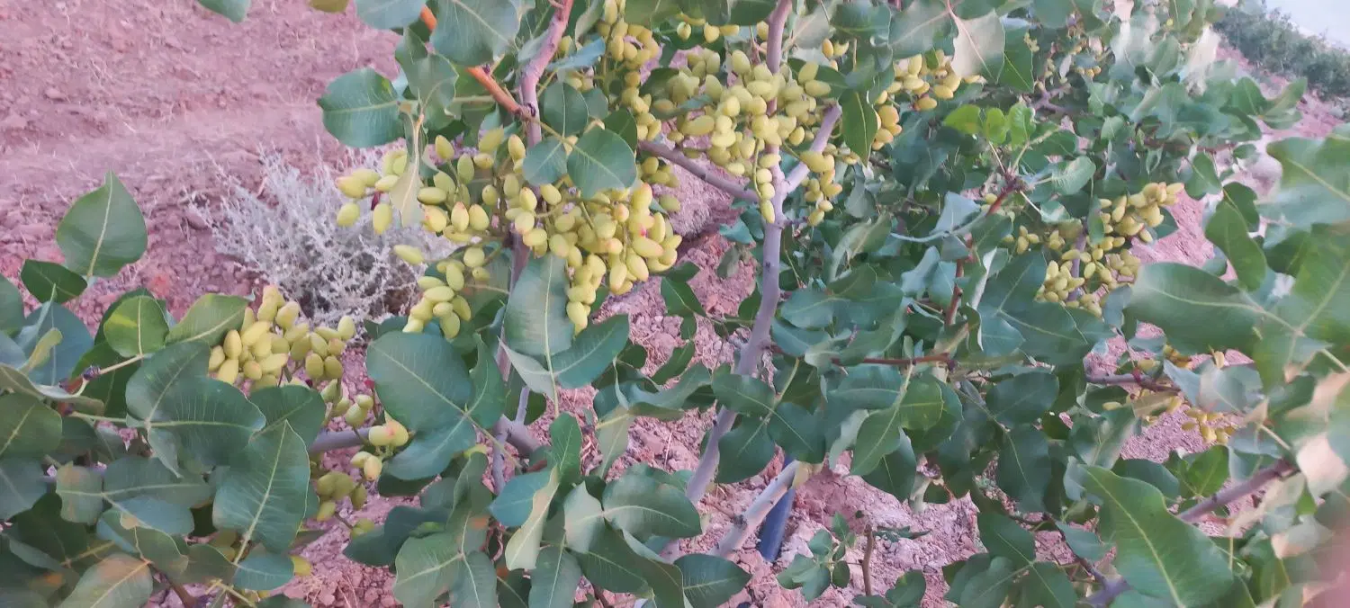 باغ پسته و انجیر