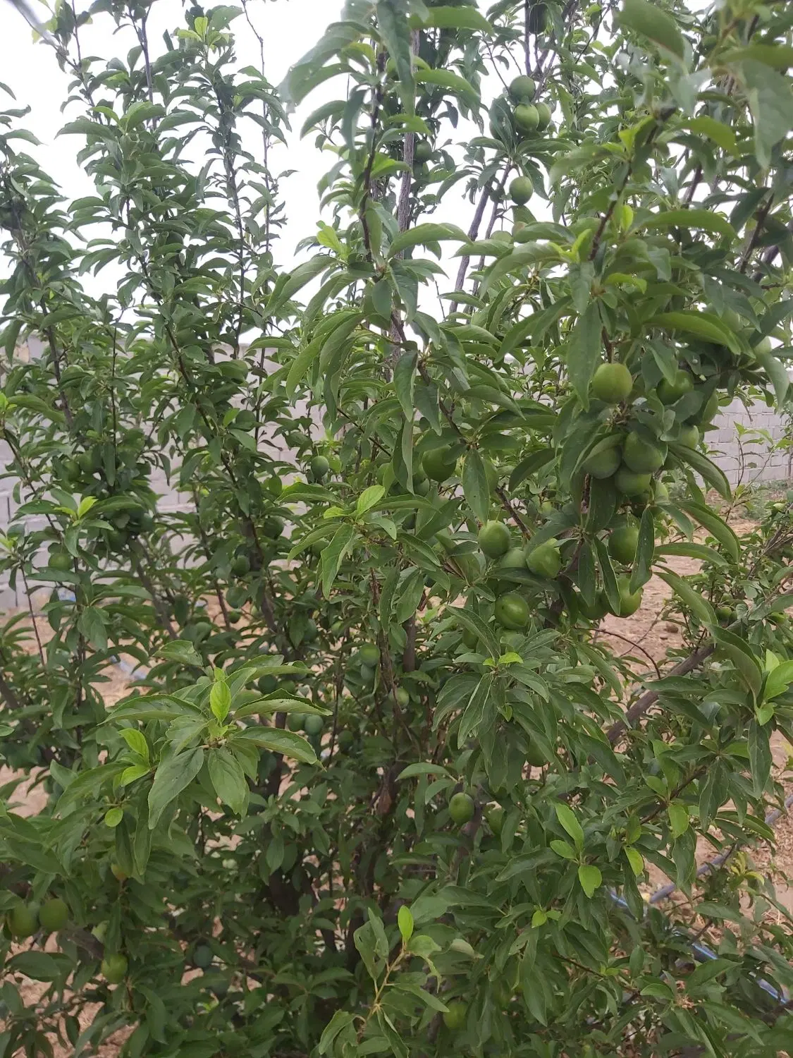 باغ میوه ۱۰۰۰متری