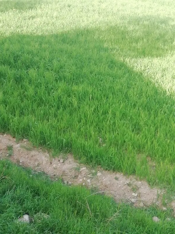 زمین دیم خوران