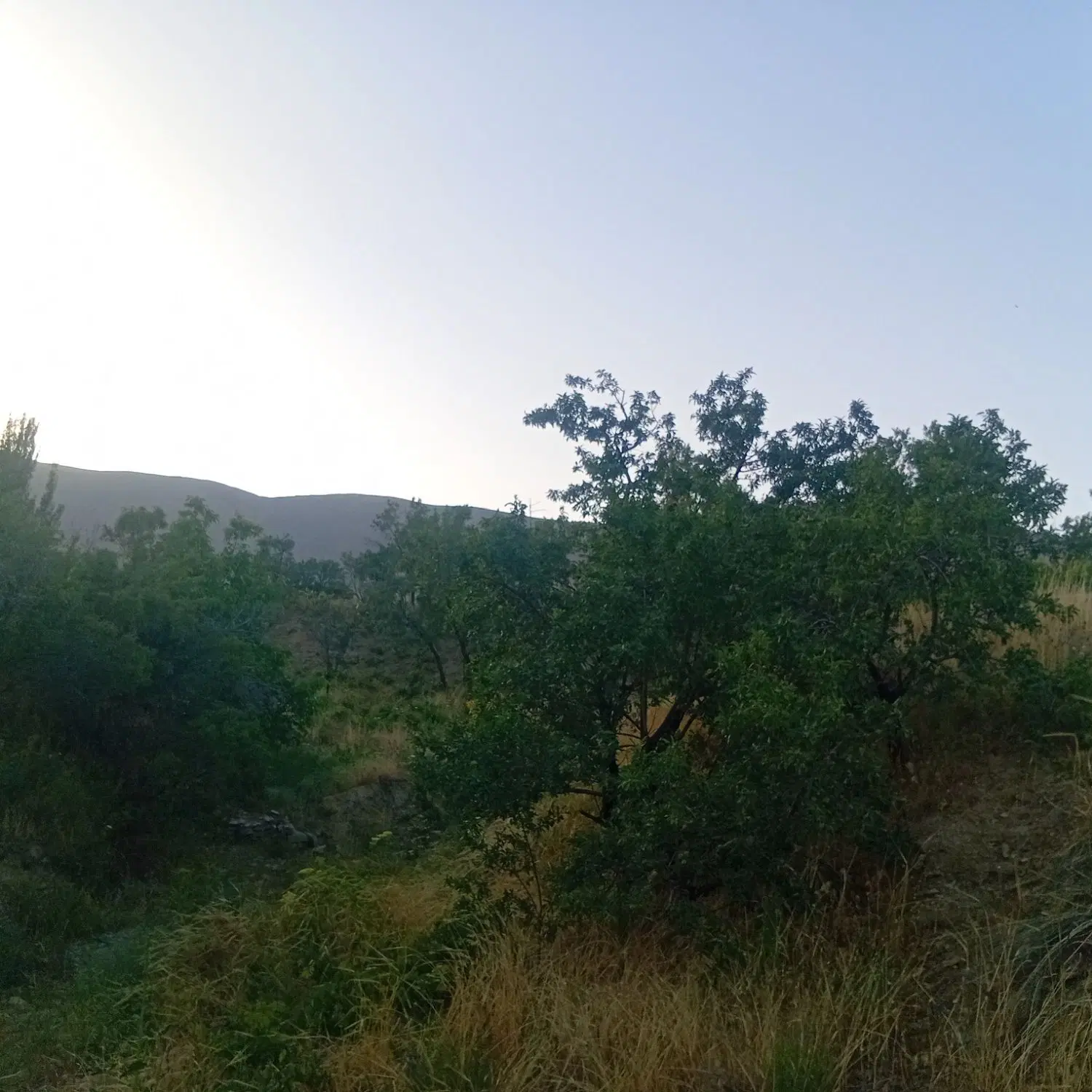 باغ مناسب ساخت خانه و تفریح
