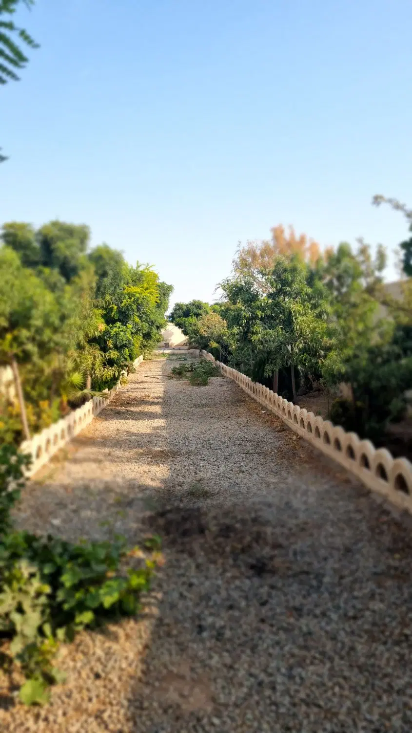 باغ در جیتو