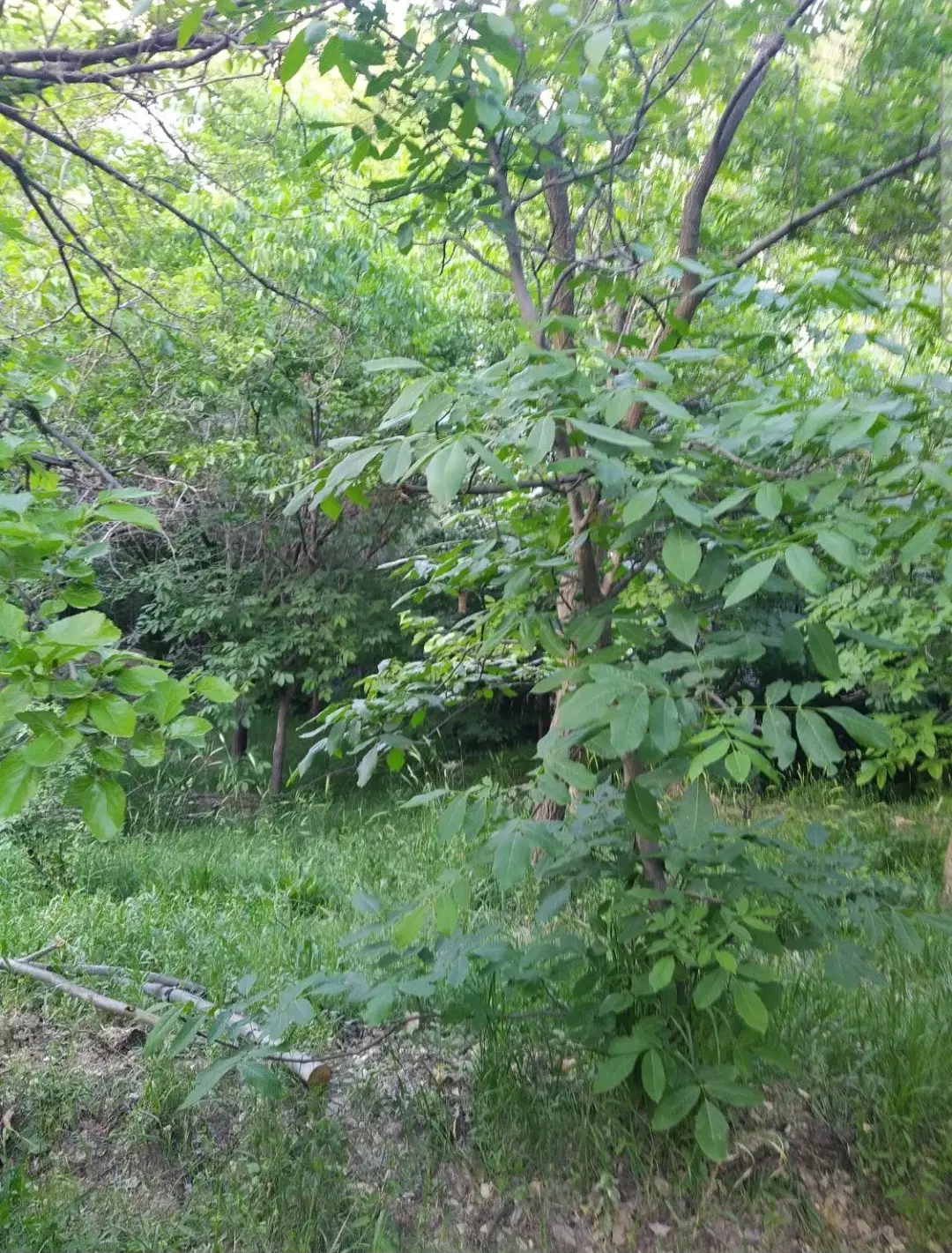 باغ و زمین زراعی سند تک برگ مهرشهر بلوار ارم