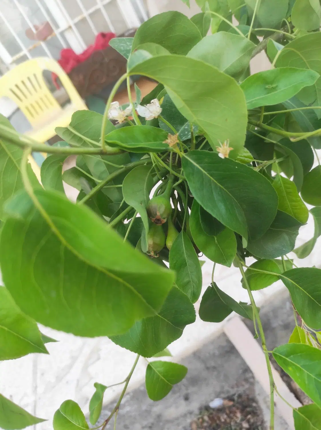 ویلاباغ نرسیده به سوسن اباد