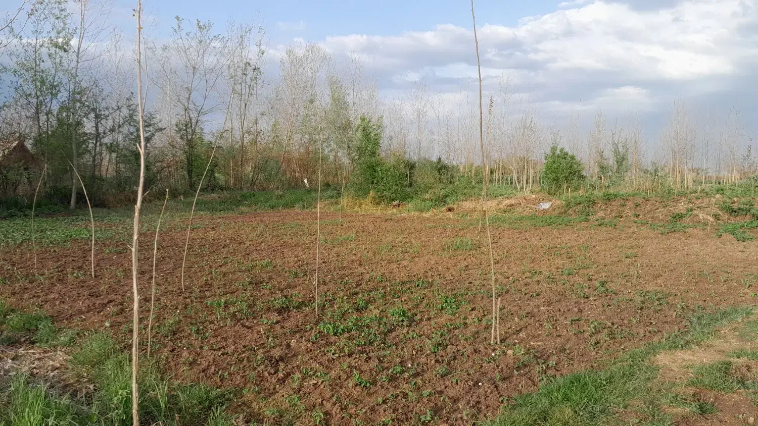زمین باغی ۵ هزار متر با پروانه