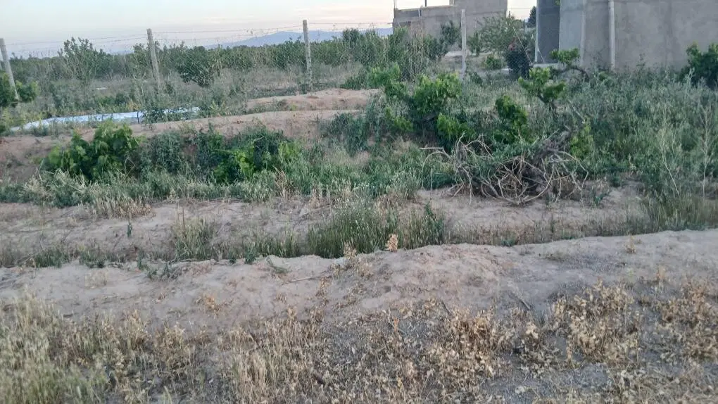باغ انگور