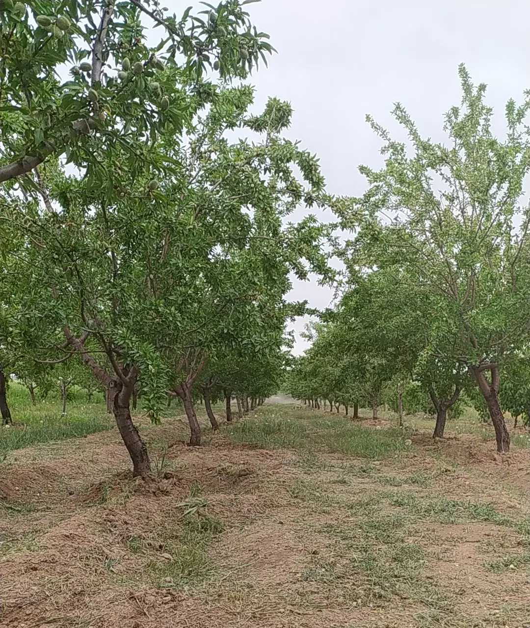 باغ بادام با درختان بار اقتصادی