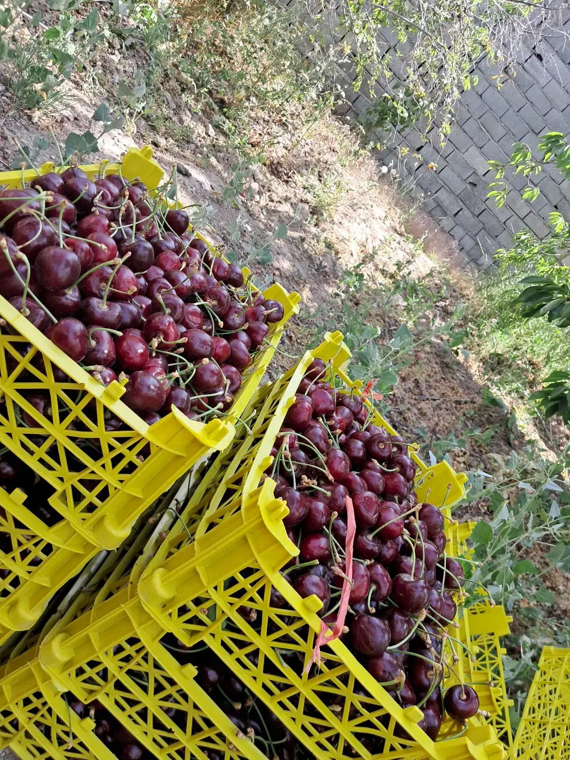 باغ فروشی فوری