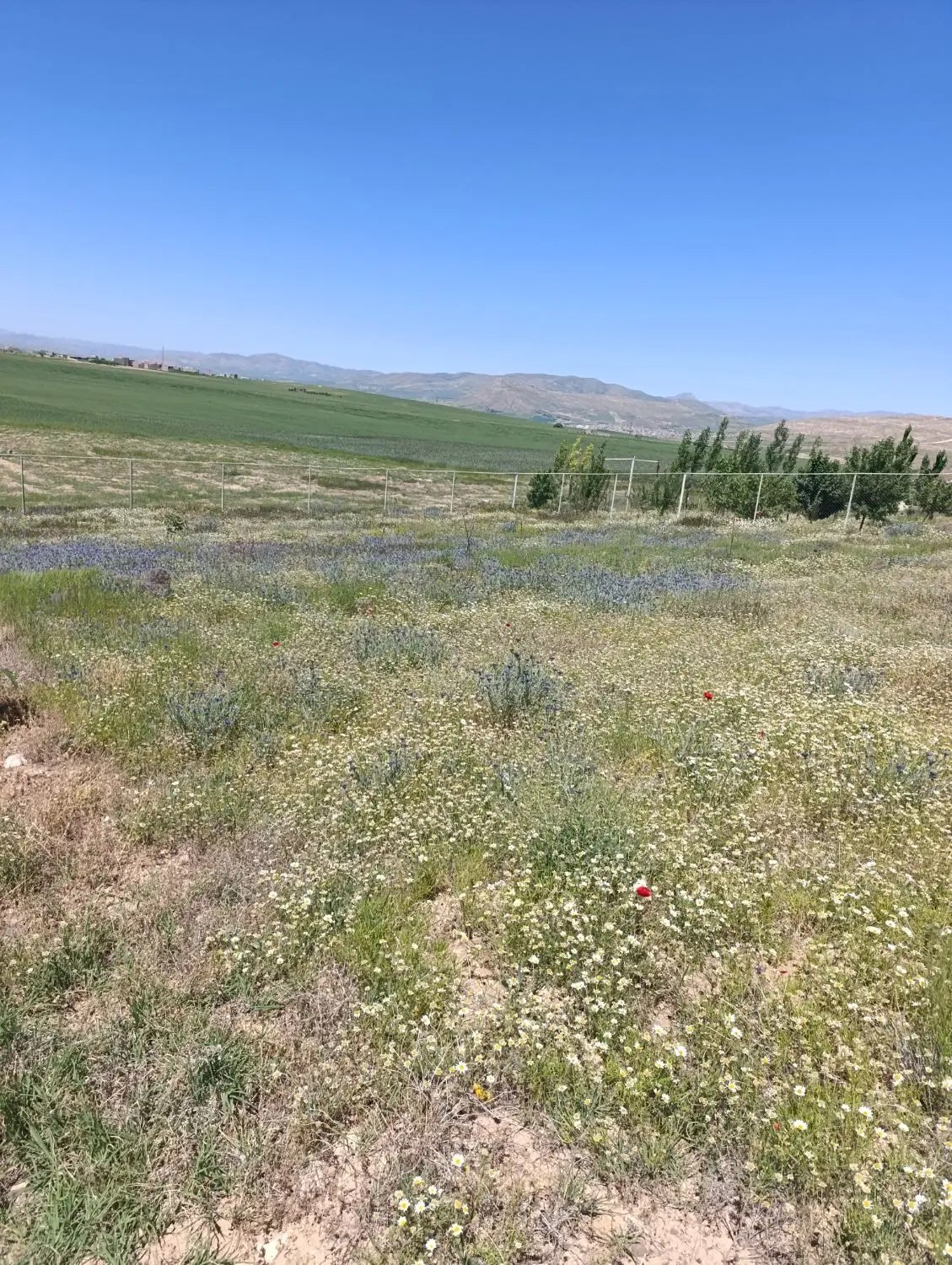 زمین برای باغ ۱۰۰۰ متر