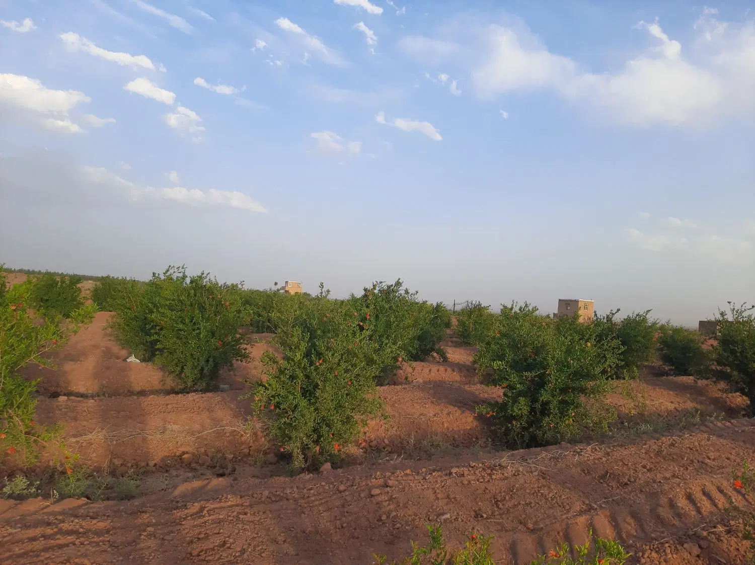 باغ انار