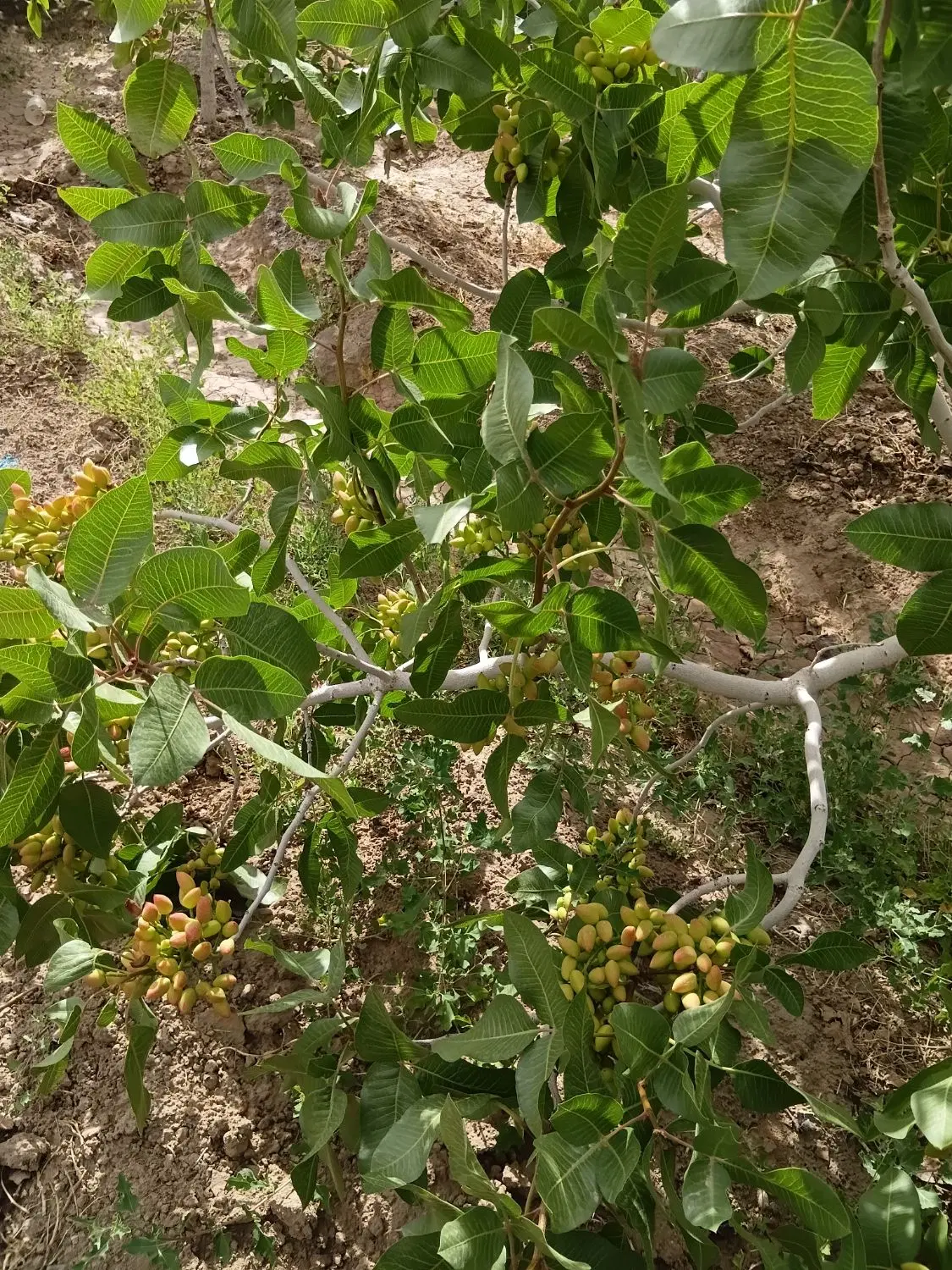 باغ پسته فروشی