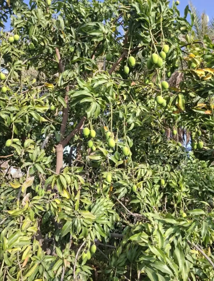 واگذاری باغ انبه