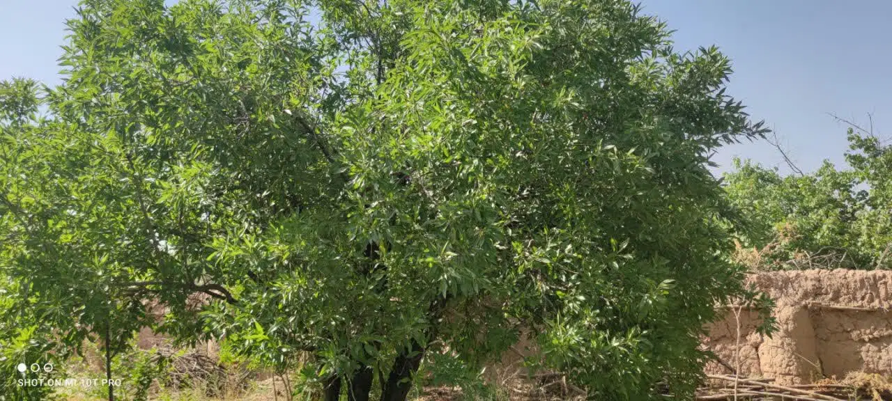 باغ جوپار بزرگ