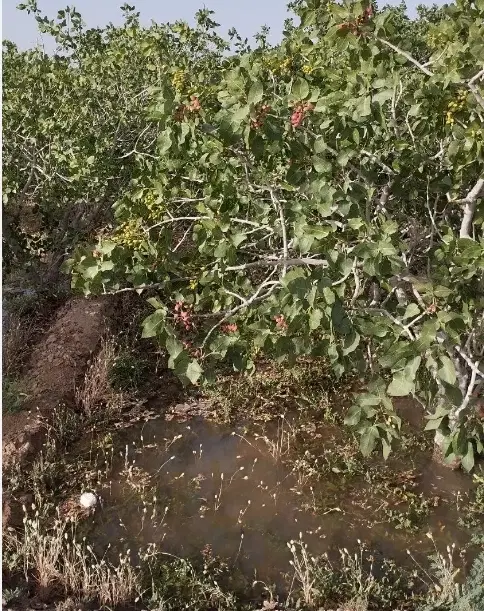 فروش زمین