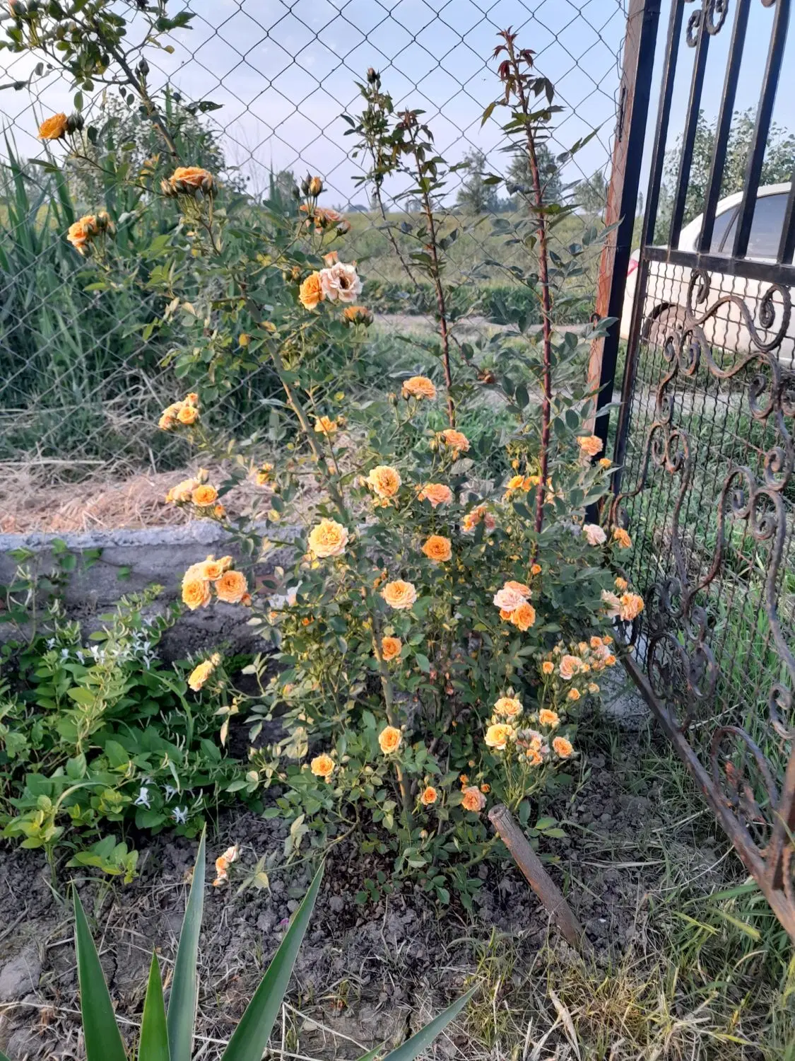 باغ دوهزارمتری درروستای سیاهتلوی گرگان