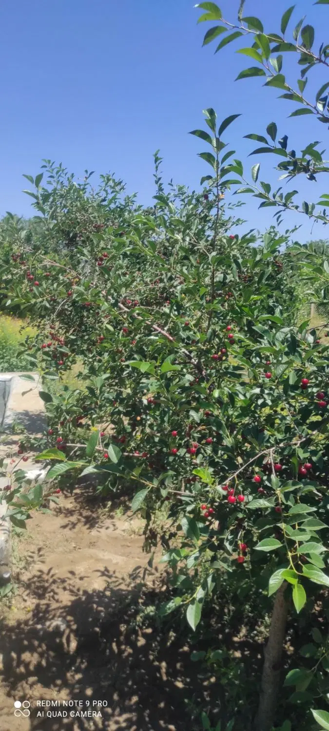 باغ فروشی در همدان