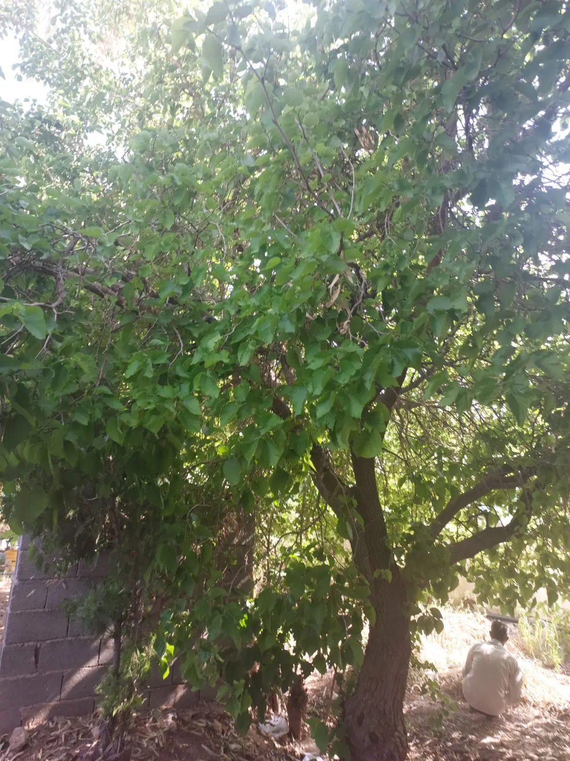 باغ تفیهان
