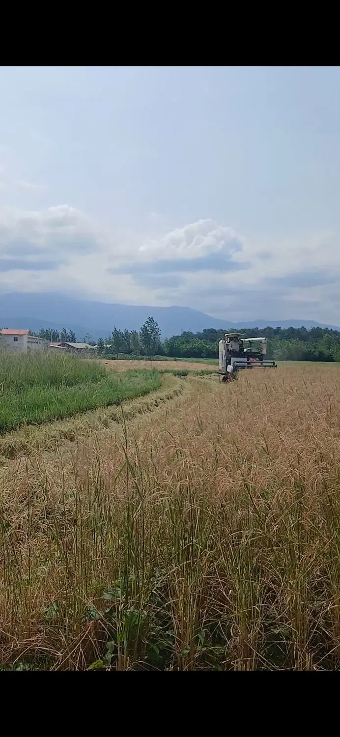 زمین کشاورزی عباس آباد