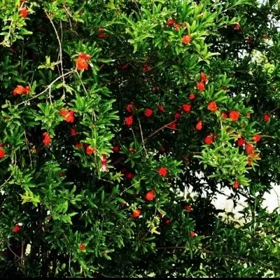 زمین دو نبش با سند 6دانگ معاوضه با ماشین،بلوارگلها