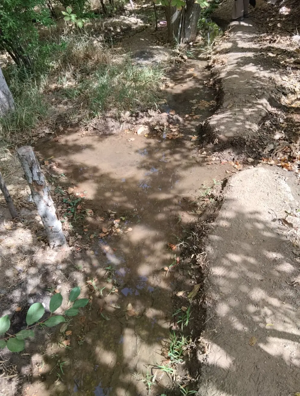 باغ مشاعی