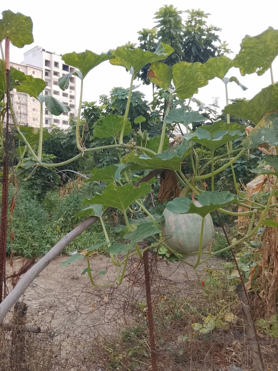 زمین 770متر نمار