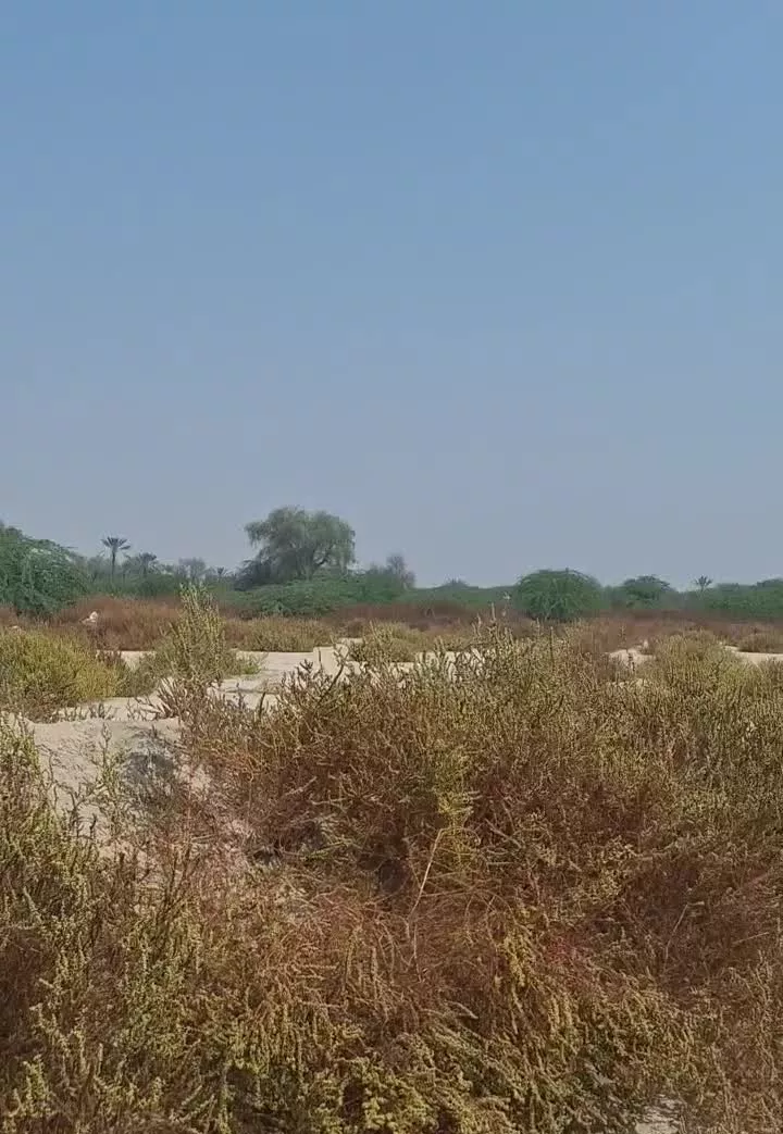 فروش زمین  میناب دهو
