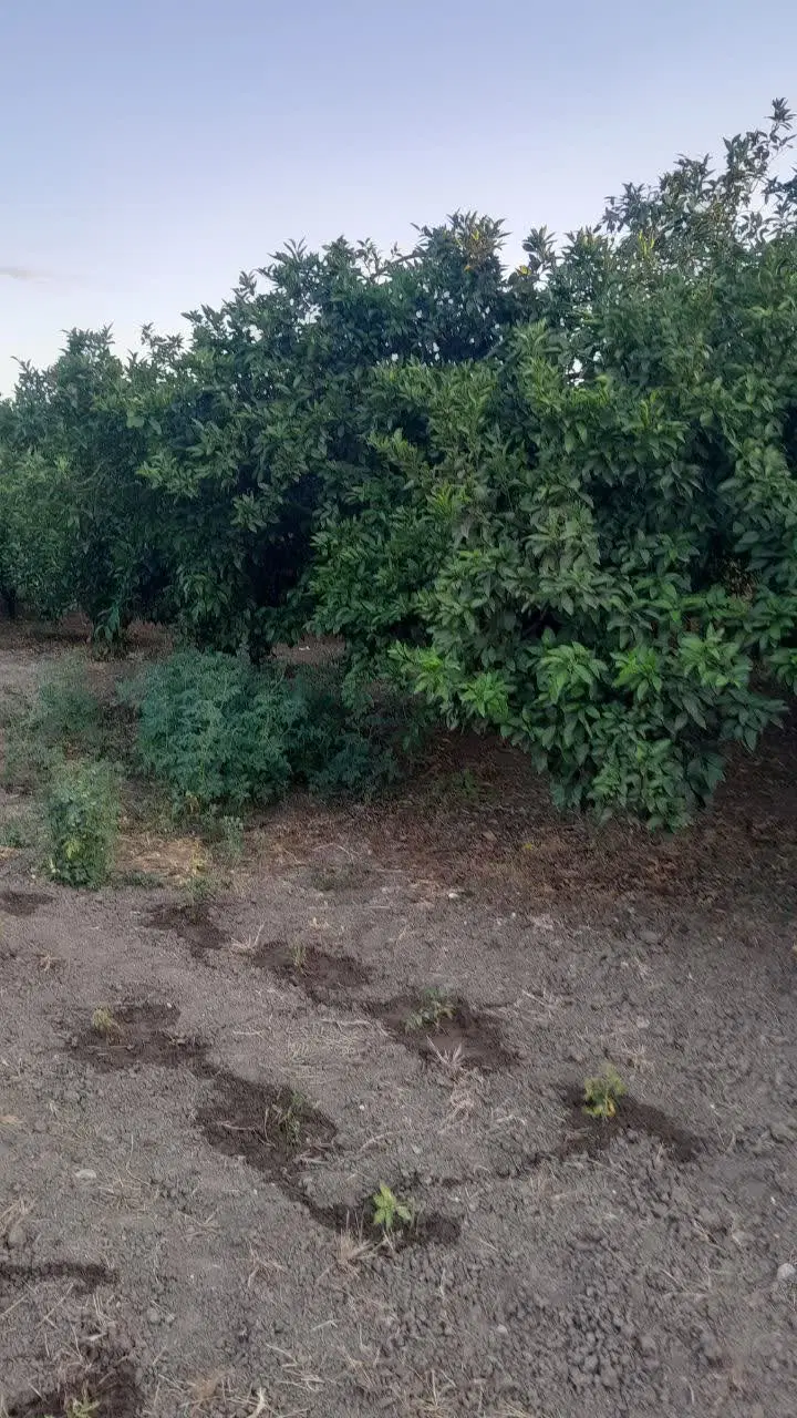 زمین باغ نارنگی ۱۴۵۰ متر واقع در روستای بادله